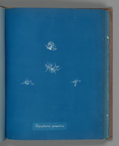 Polysiphonia parasitica by Anna Atkins, photograph, 1851-1855