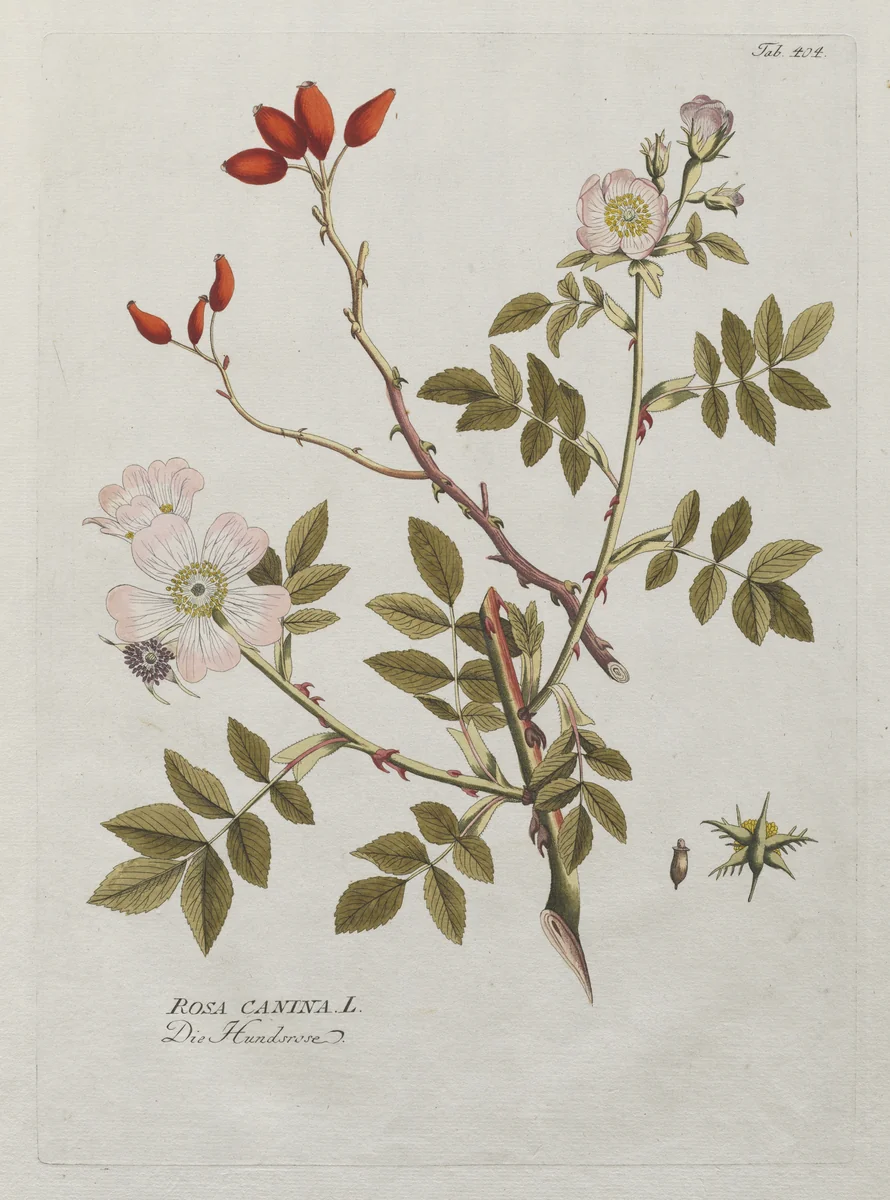 Icones Plantarum Medicinalium: Dog Rose by Joseph Jacob Plenck, print, 1788-1812