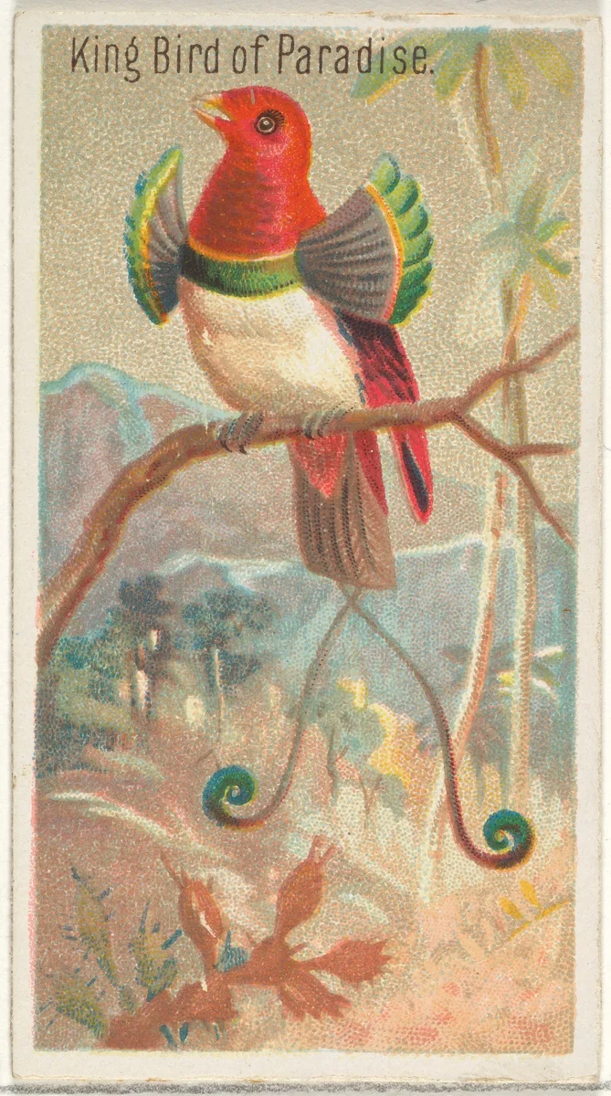 King Bird of Paradise, from the Birds of the Tropics series (N5) for Allen & Ginter Cigarettes Brands by Allen & Ginter, print, 1889