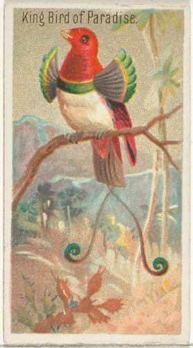 King Bird of Paradise, from the Birds of the Tropics series (N5) for Allen & Ginter Cigarettes Brands by Allen & Ginter, print, 1889