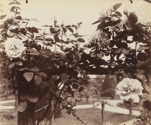 Bagatelle by Eugène Atget, photograph, 1921