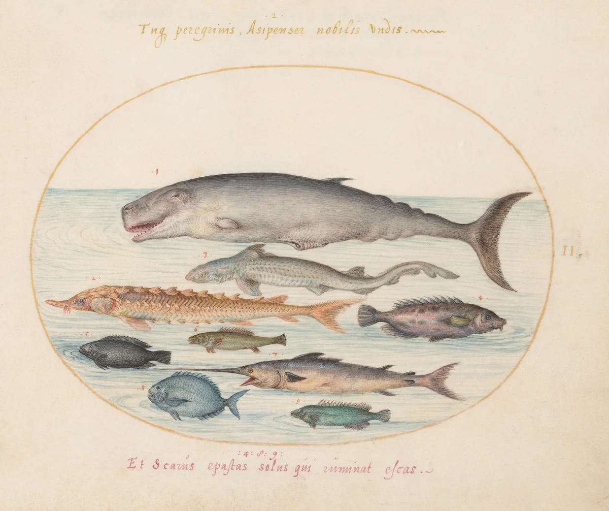 Plate 2: Sperm Whale, Sturgeon, Shark, and Other Fish by Joris Hoefnagel, drawing, 1570-1599
