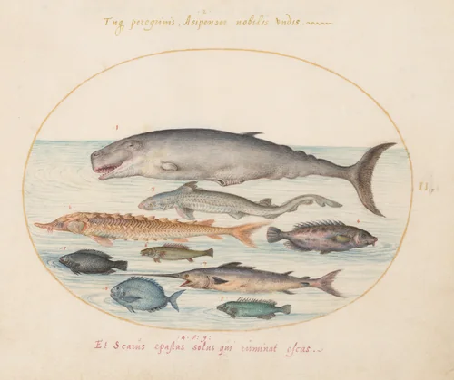 Plate 2: Sperm Whale, Sturgeon, Shark, and Other Fish by Joris Hoefnagel, drawing, 1570-1599