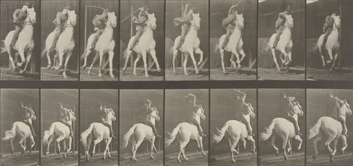 "Dan" Galloping, Saddled: Plate 634 from Animal Locomotion (1887) by Eadweard Muybridge, photograph, 1884