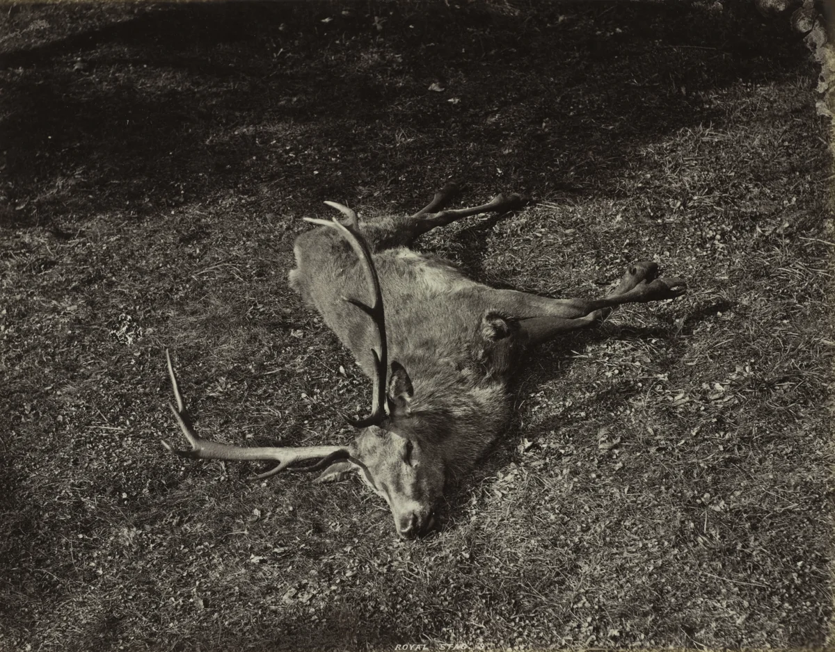 The Royal Stag by James Valentine, photograph, 1865-1875
