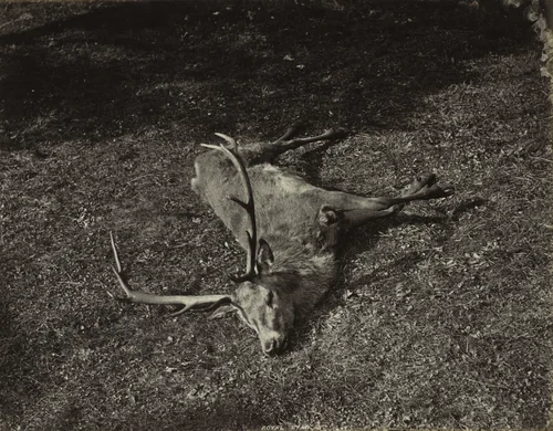 The Royal Stag by James Valentine, photograph, 1865-1875
