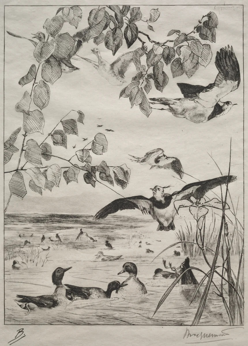 Lapwings and Teals by Félix Bracquemond, print, 1862