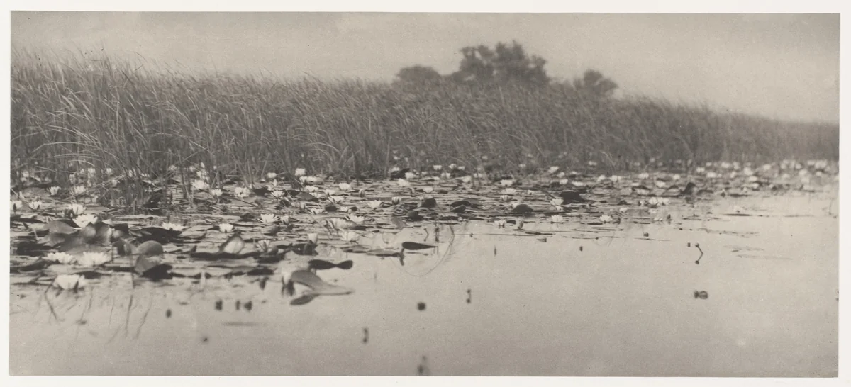 Water-Lilies by Peter Henry Emerson, photograph, 1886