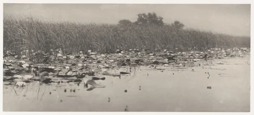 Water-Lilies by Peter Henry Emerson, photograph, 1886