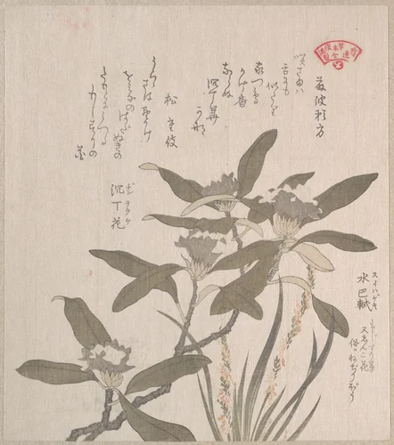 Daphne odora and Mojisuri-so by Kubo Shunman (窪俊満), print, 1800-1899