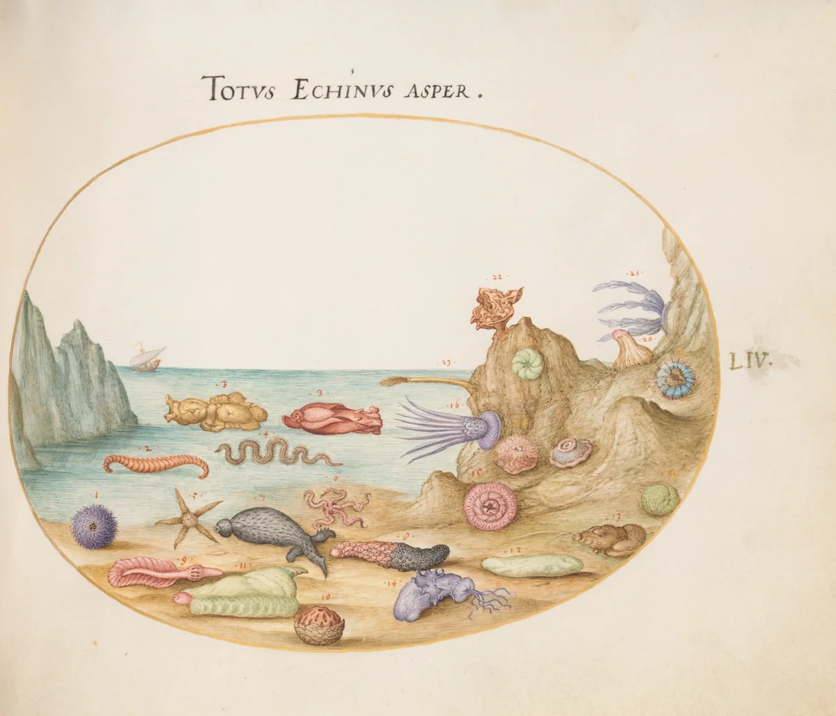 Plate 54: Sea Cucumbers, Sea Urchins, Starfish, a Sea Nettle, a "Sea Hare," and Other Marine Life by Joris Hoefnagel, drawing, 1570-1599
