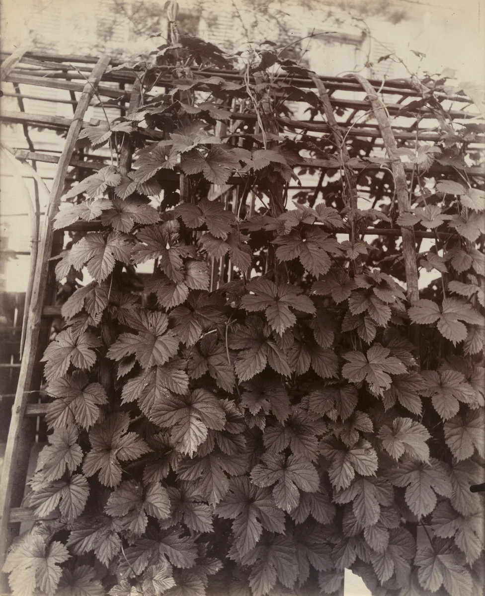 Houblon by Eugène Atget, photograph, 1900
