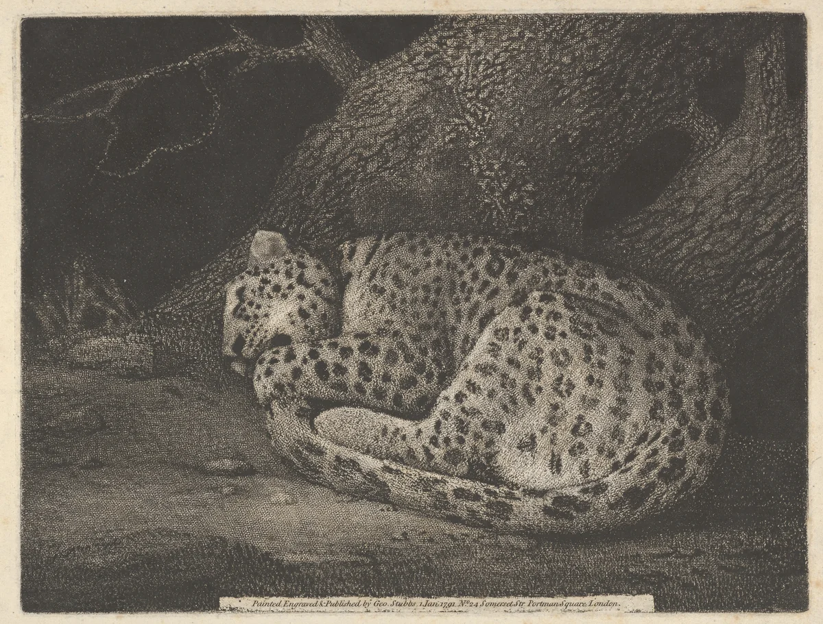 A Sleeping Leopard by George Stubbs, print, 1791