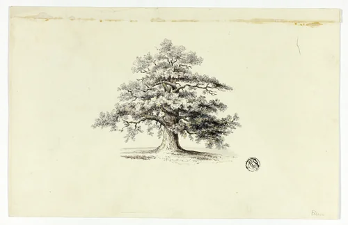 Oak Tree by Unknown Artist, drawing, 1800-1899