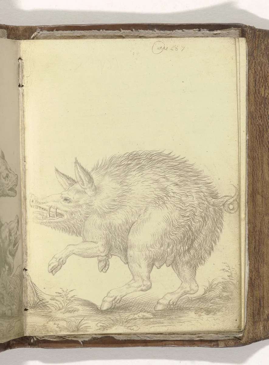 Wild zwijn by anonymous, drawing, 1587
