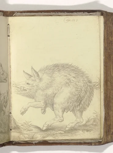 Wild zwijn by anonymous, drawing, 1587