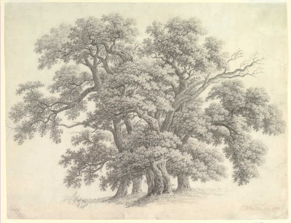Study of Oak Trees (recto) by Carl Wilhelm Kolbe, drawing, 1800
