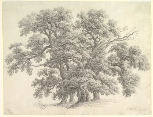 Study of Oak Trees (recto) by Carl Wilhelm Kolbe, drawing, 1800