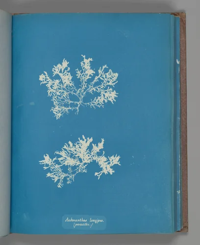 Achnanthes longipes. (parasitic.) by Anna Atkins, photograph, 1851-1855