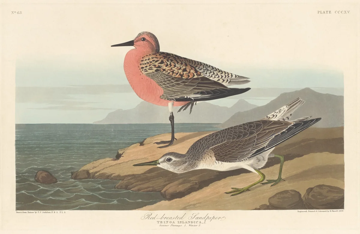 Red-breasted Sandpiper by Robert Havell, Jr.; John James Audubon, print, 1836