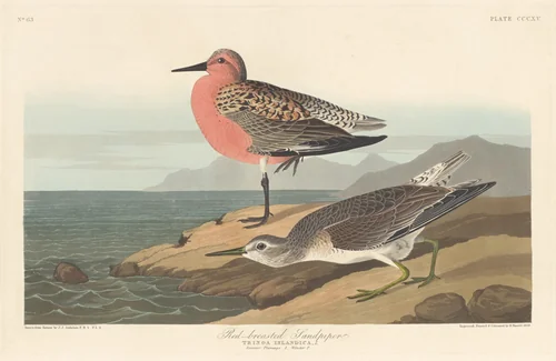 Red-breasted Sandpiper by Robert Havell, Jr.; John James Audubon, print, 1836