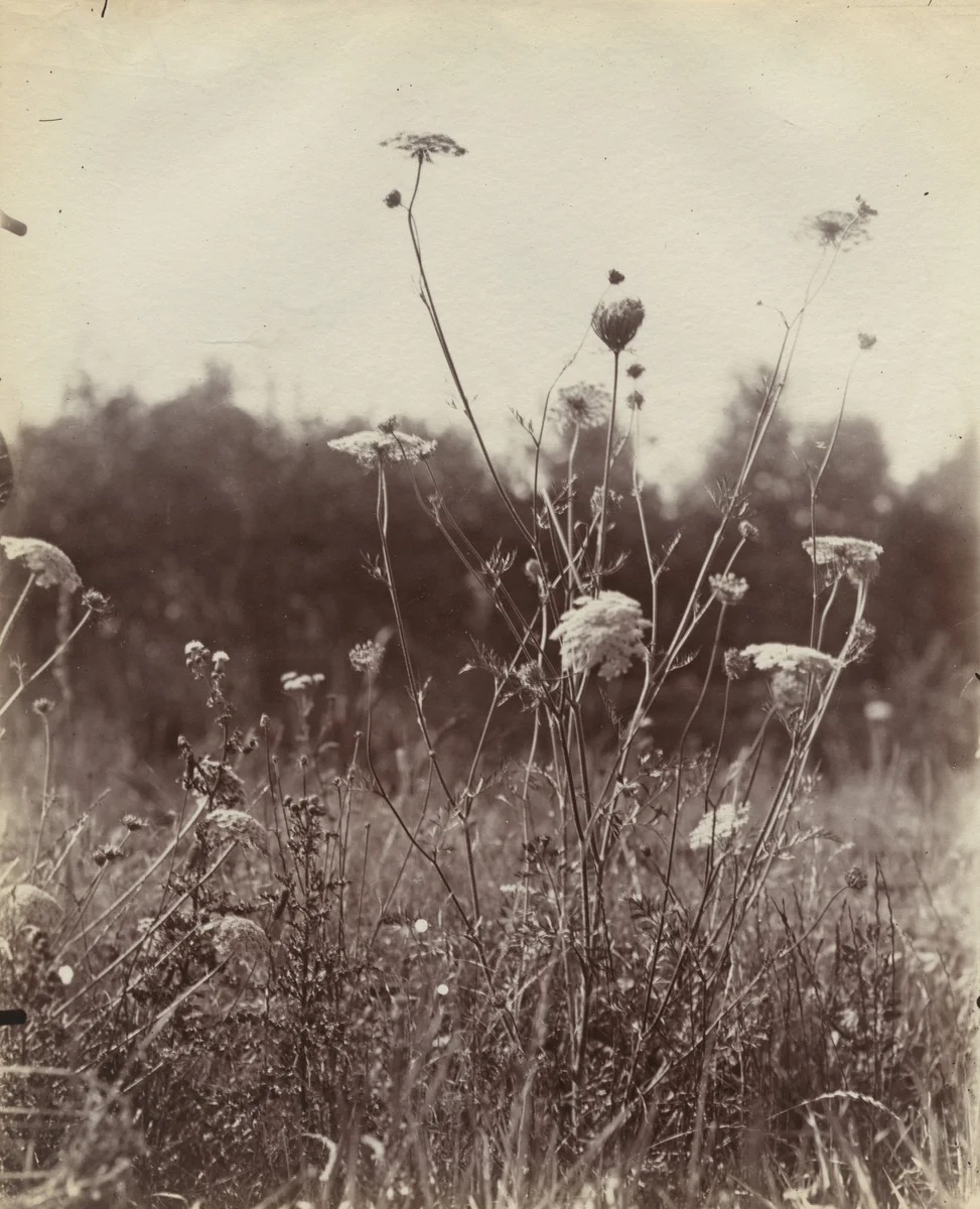 Carottes Montées by Eugène Atget, photograph, 1900