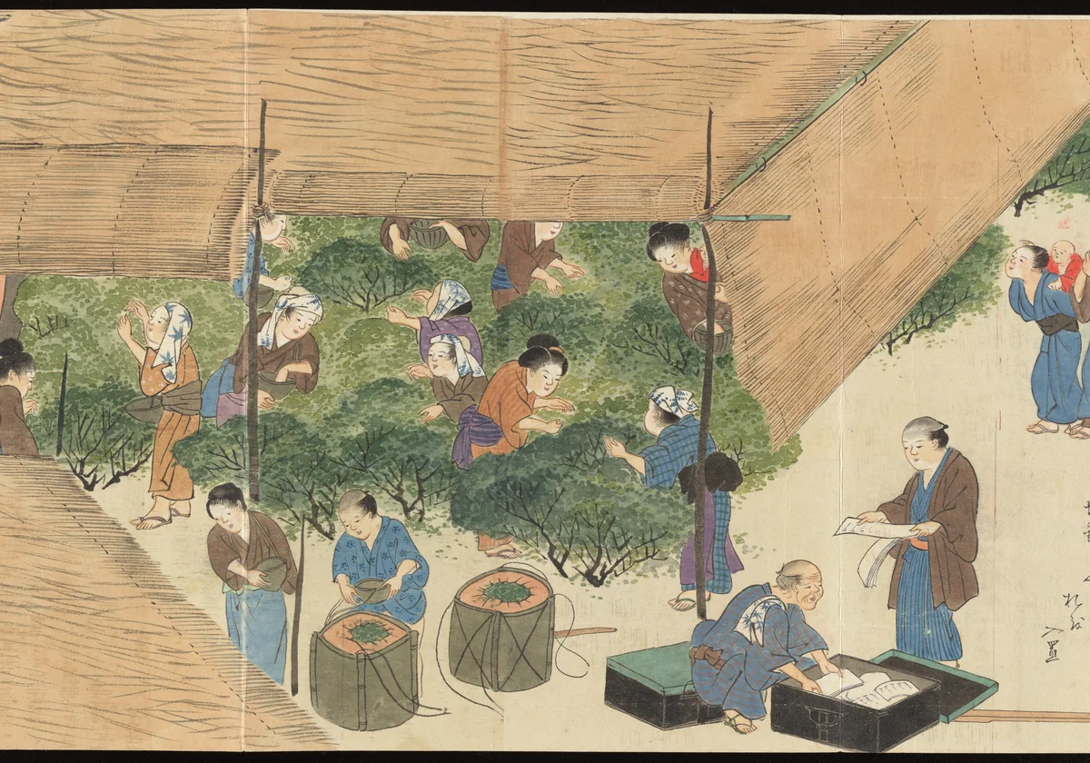 Illustrations of Uji Tea Production by Saitō Motonari, painting, 1803