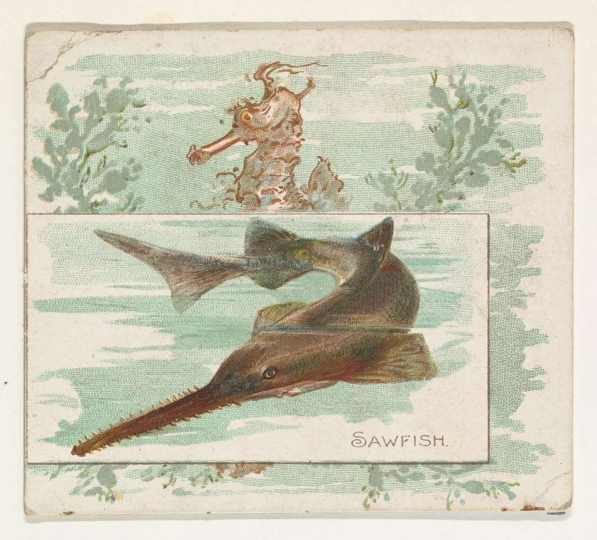 Sawfish, from Fish from American Waters series (N39) for Allen & Ginter Cigarettes by Allen & Ginter, print, 1889