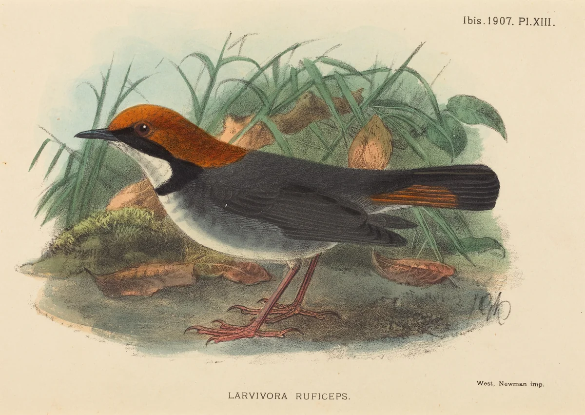 Bird (Larvivora Ruficeps) by British 19th Century, print, 1800-1899