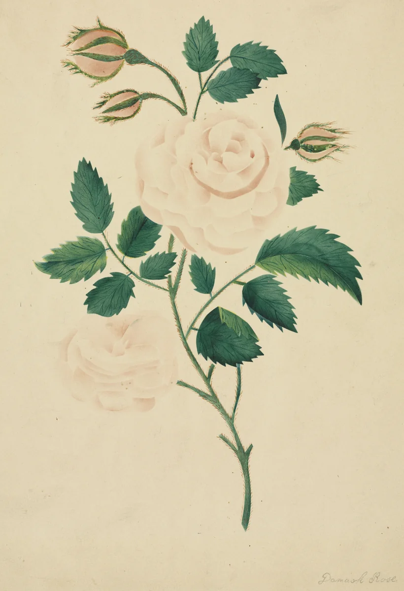Damask Rose by Mary Altha Nims, drawing, 1800-1840