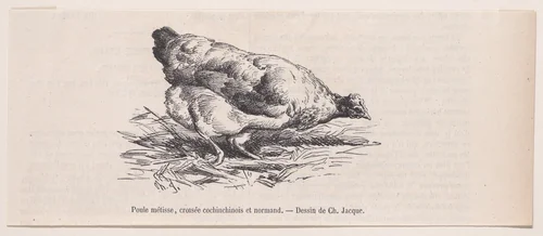 Poule métisse, croisée cochinchinois et normand, from "Le Magasin Pittoresque" by Charles Jacque, print, 1848-1864