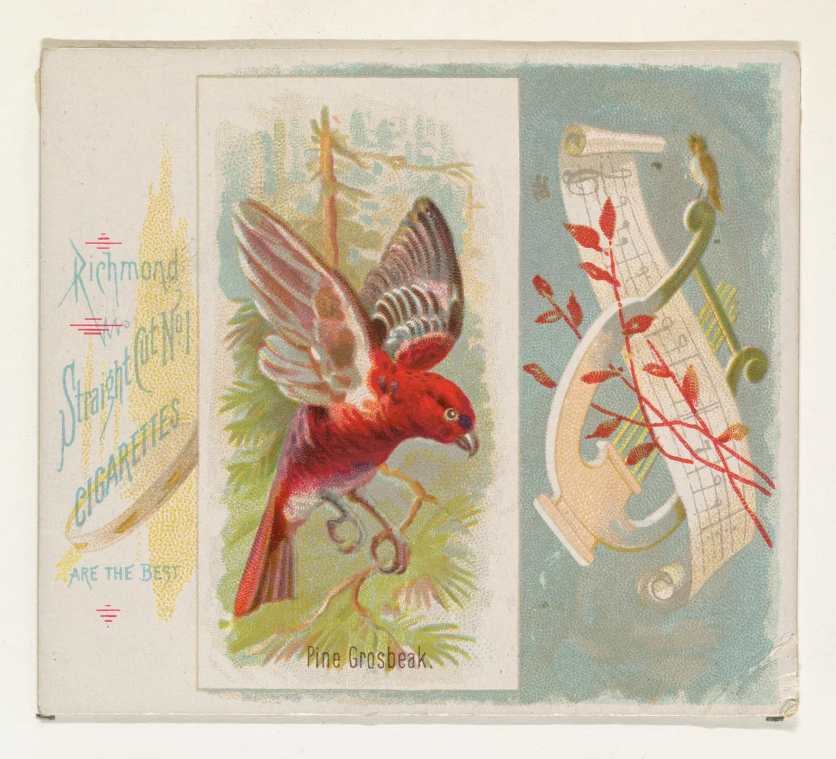 Pine Grosbeak, from the Song Birds of the World series (N42) for Allen & Ginter Cigarettes by Allen & Ginter, print, 1890