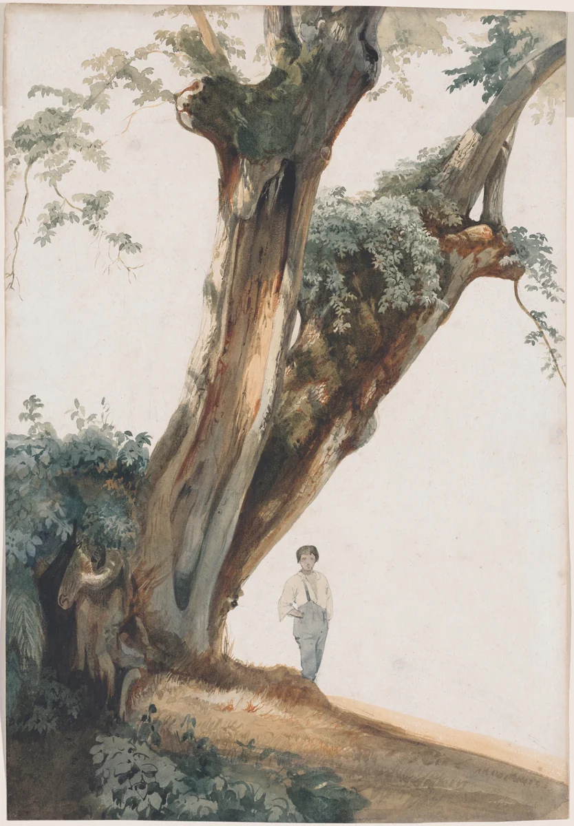 Ancient Trees in the Roman Campagna by Giovanni Costa, drawing, 1850-1859