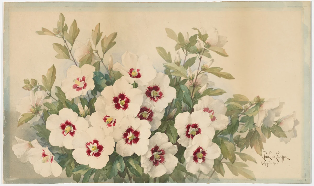 Rosasharn by Paul de Longprè, drawing, 1901