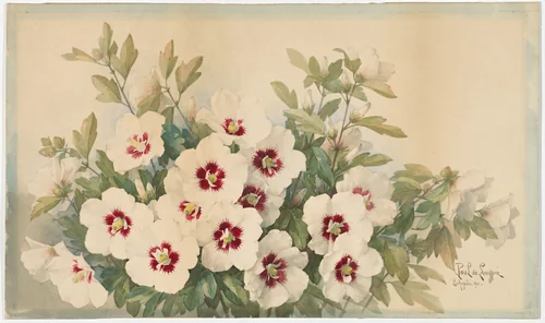 Rosasharn by Paul de Longprè, drawing, 1901