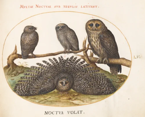 Plate 55: A Tawny Owl, an Eagle Owl, and Two other Owls by Joris Hoefnagel, drawing, 1570-1599