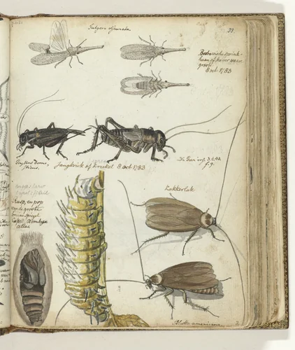 Insecten by Jan Brandes, drawing, 1783