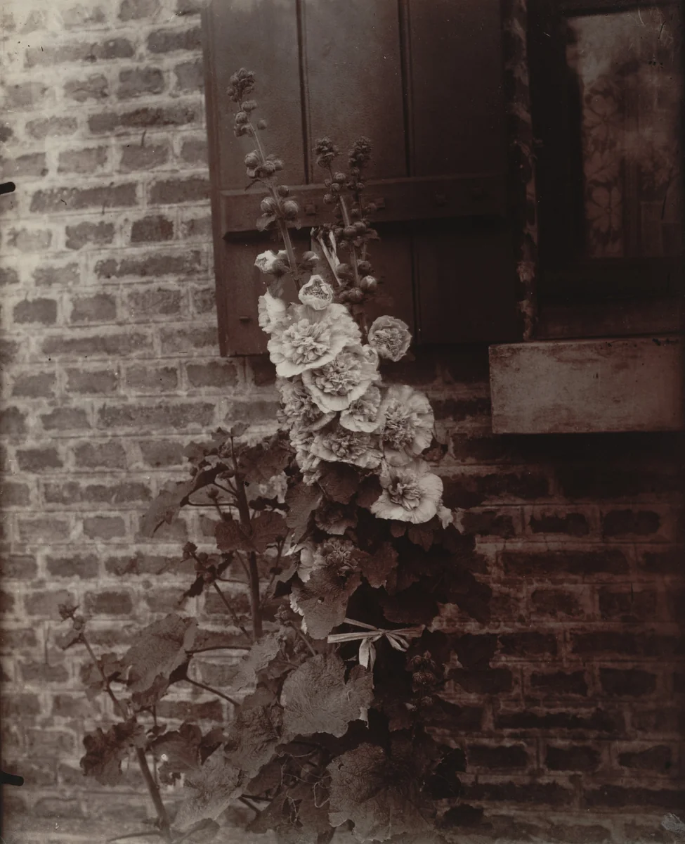 Roses trémières by Eugène Atget, photograph, 1900