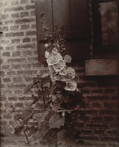 Roses trémières by Eugène Atget, photograph, 1900