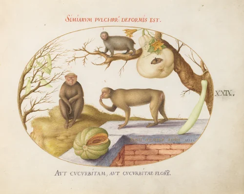 Plate 29: Two Monkeys, an "Arctopithecus"(Sloth?) and Fruit by Joris Hoefnagel, drawing, 1575
