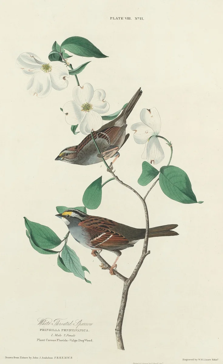 White-throated Sparrow by William Home Lizars
John James Audubon, print, 1827