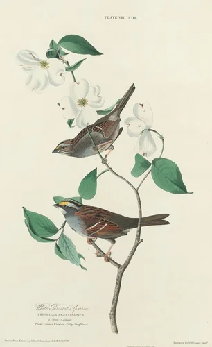 White-throated Sparrow by William Home Lizars
John James Audubon, print, 1827