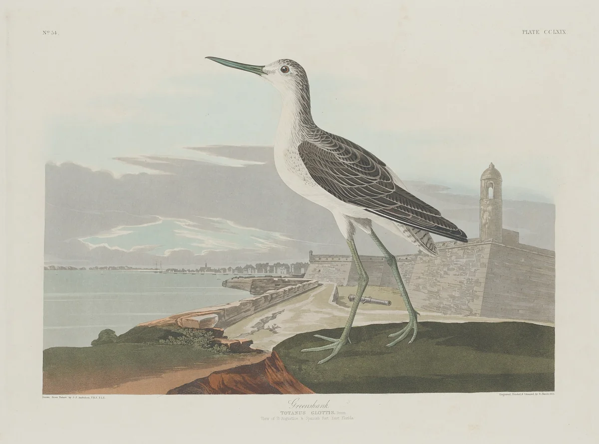 Greenshank by Robert Havell, Jr.; John James Audubon, print, 1835