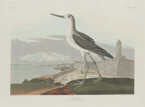 Greenshank by Robert Havell, Jr.; John James Audubon, print, 1835