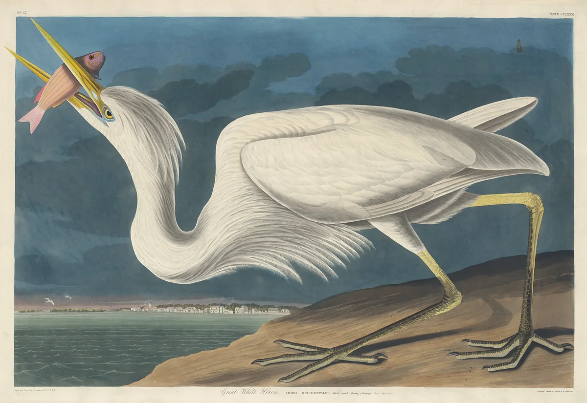 Great White Heron by Robert Havell, Jr.; John James Audubon, print, 1835