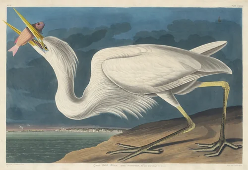 Great White Heron by Robert Havell, Jr.; John James Audubon, print, 1835
