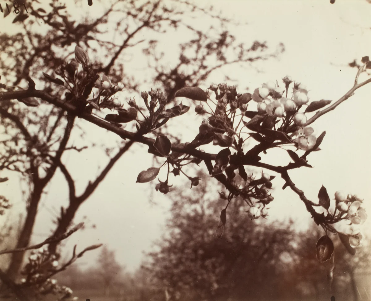 Poirier by Eugène Atget, photograph, 1922-1923