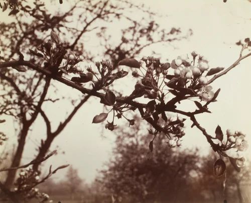 Poirier by Eugène Atget, photograph, 1922-1923