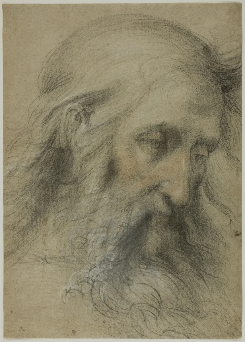 Head of Saint John the Evangelist: Study for the Disputation on the Immaculate Conception by Giovanni Antonio Sogliani, drawing, 1531-1536