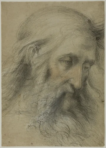 Head of Saint John the Evangelist: Study for the Disputation on the Immaculate Conception by Giovanni Antonio Sogliani, drawing, 1531-1536